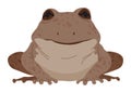 Frog or toad, amphibian animal. Type of froggy. Exotic tropical reptile. Flat vector illustration on white background