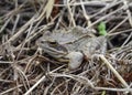 Frog Royalty Free Stock Photo