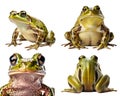 Frog Toad, many angles and view portrait side back head shot isolated on transparent background cutout , PNG file Royalty Free Stock Photo