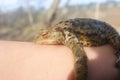Frog toad resting on human hand two Royalty Free Stock Photo