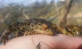 Frog toad resting on human hand Royalty Free Stock Photo