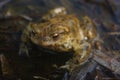 Frog toad resting in water in spring Royalty Free Stock Photo