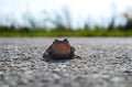 Frog Toad on the road Royalty Free Stock Photo