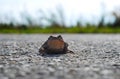 Frog Toad on the road