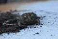 a frog toad on a white light background on the ground sits lying close-up. amphibians funny animals Royalty Free Stock Photo