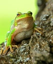 Frog Royalty Free Stock Photo