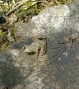 Frog On A Tree Stump Royalty Free Stock Photo