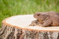 Frog on the tree stump Royalty Free Stock Photo