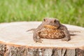 Frog on the tree stump Royalty Free Stock Photo