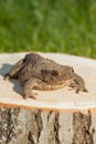 Frog on the tree stump Royalty Free Stock Photo