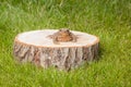 Frog on the tree stump Royalty Free Stock Photo