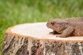 Frog on the tree stump Royalty Free Stock Photo