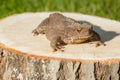 Frog on the tree stump Royalty Free Stock Photo