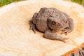 Frog on the tree stump Royalty Free Stock Photo