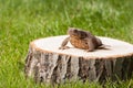 Frog on the tree stump Royalty Free Stock Photo