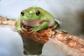 Frog, tree frog Royalty Free Stock Photo