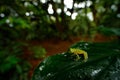 Frog in tropic habitat. FleschmannÃÂ´s Glass Frog, Hyalinobatrachium fleischmanni, nature habitat,.