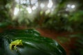 Frog in tropical habitat. Fleschmann Glass Frog, Hyalinobatrachium fleischmanni, animal with trasparent skin from Costa Rica, wide