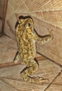 A frog trying to stand. Royalty Free Stock Photo