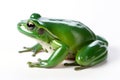 A frog is a type of amphibian that is found all over the world