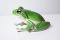 A frog is a type of amphibian that is found all over the world