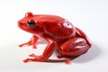 A frog is a type of amphibian that is found all over the world