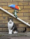 Frog with umbrella parasol sliding down drainpipe and cat posing portrait