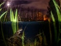 A frog mate at night with city lights and the moon in the background Royalty Free Stock Photo