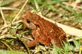 Frog - beautiful coloration