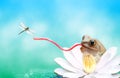 Frog with a very long tongue catching dragonfly Royalty Free Stock Photo