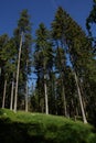 Frog view of a fir forest.