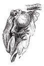 Frog, vintage engraving