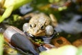 Frog with vocal sacs Royalty Free Stock Photo