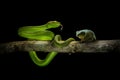 Frog waiting to dead by green snake