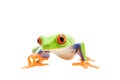 Frog walking isolated on white Royalty Free Stock Photo