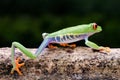 the frog is walking on the tree branch Royalty Free Stock Photo