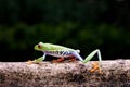 the frog is walking on the tree branch Royalty Free Stock Photo