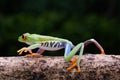 The frog is walking on the tree branch Royalty Free Stock Photo
