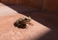 Dirty frog on the step