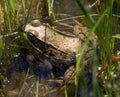 Green Frog in Water Royalty Free Stock Photo