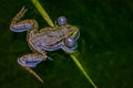 Frog in water. breeding male pool frog Pelophylax lessonae is croaking with vocal sacs in the pond at Lausanne, Switzerland.