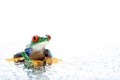 Frog with water droplets Royalty Free Stock Photo