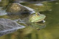 Frog in water Royalty Free Stock Photo