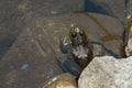 Frog is hiding in the shade