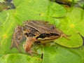 Frog on ÃÂ° water lilies on the river Ust-Anga Royalty Free Stock Photo