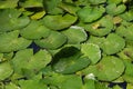 Frog on water lilly leaves
