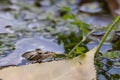 Frog in the water looking at a fly Royalty Free Stock Photo