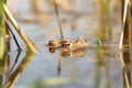 frog in the water during mating close up of a pond season on sunny spring morning april Royalty Free Stock Photo