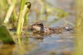 frog in the water during mating close up of a pond season on sunny spring morning april Royalty Free Stock Photo