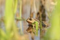 frog in the water during mating season close up of a floating on pond sunny spring morning april